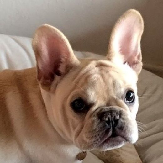 Foto de un bulldog francés