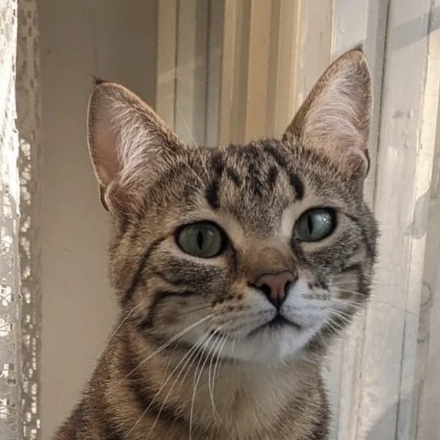 Foto de una mascota enviada por un cliente
