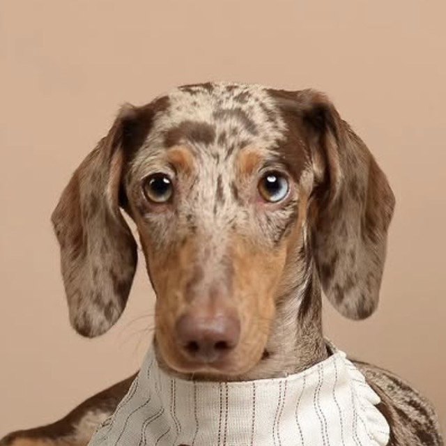 Foto de una mascota enviada por un cliente