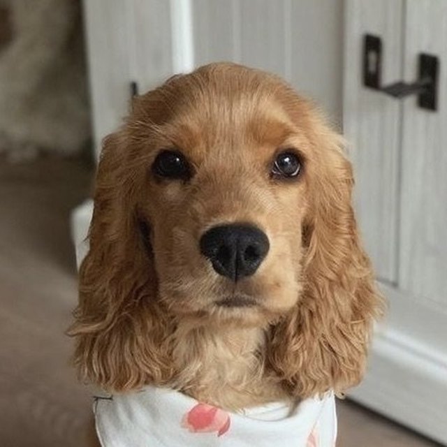 Foto de una mascota enviada por un cliente