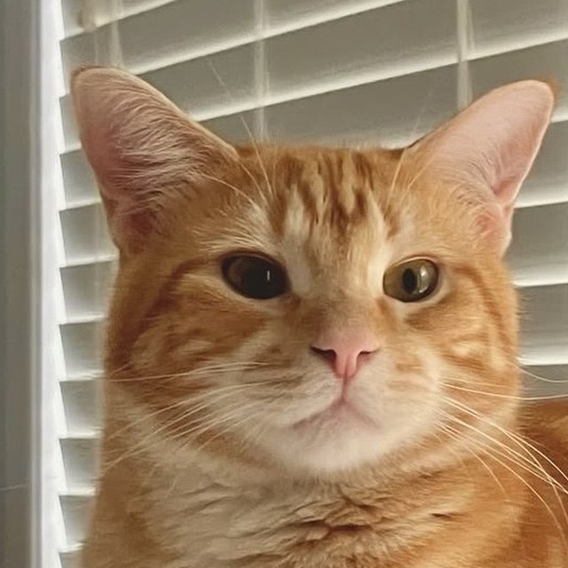 Foto de una mascota enviada por un cliente