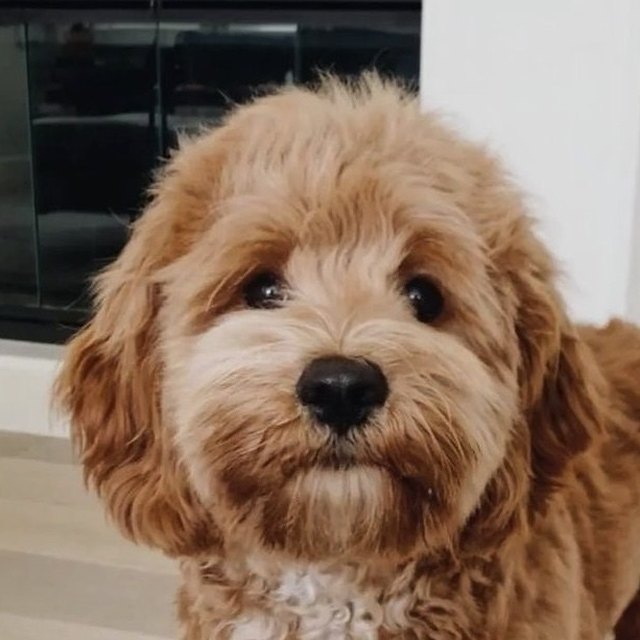 Foto de una mascota enviada por un cliente