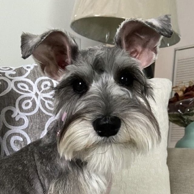 Foto de una mascota enviada por un cliente