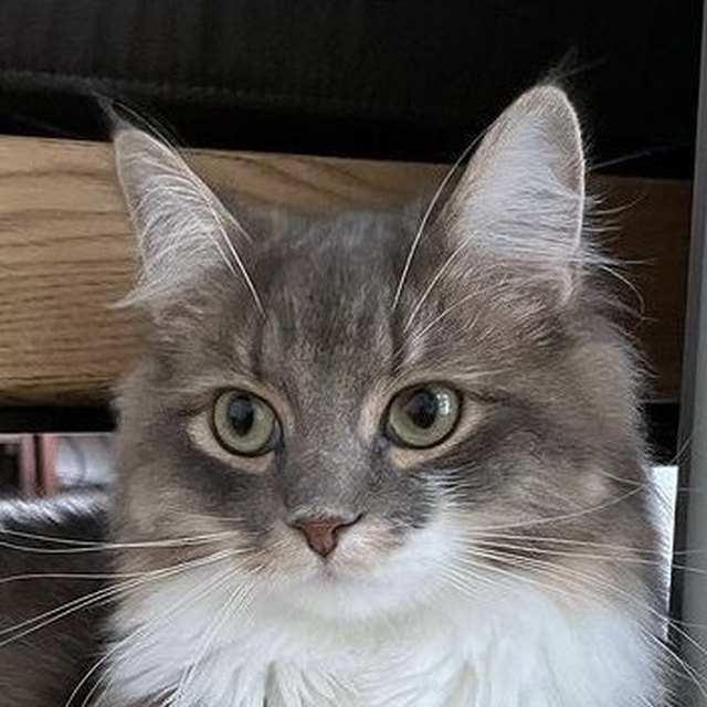 Foto de una mascota enviada por un cliente