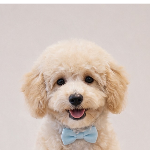 Foto de una mascota enviada por un cliente