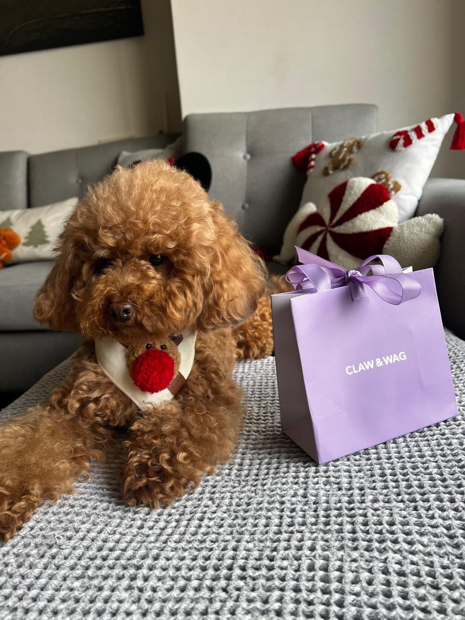 Mascota de un cliente con su caja de CLAW & WAG