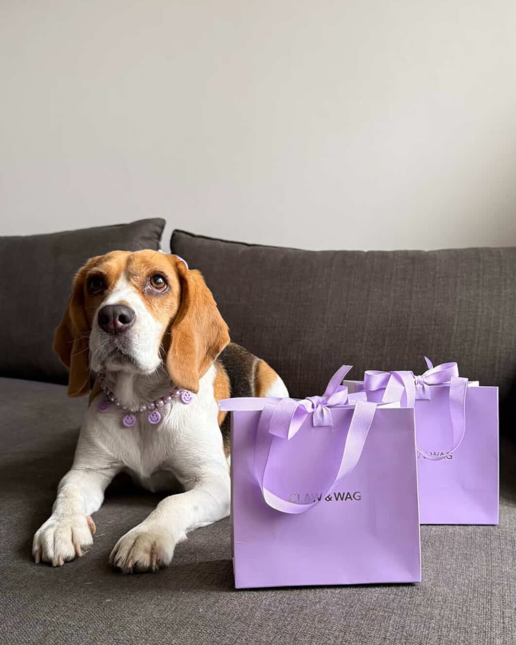 Mascota de un cliente con su caja de CLAW & WAG