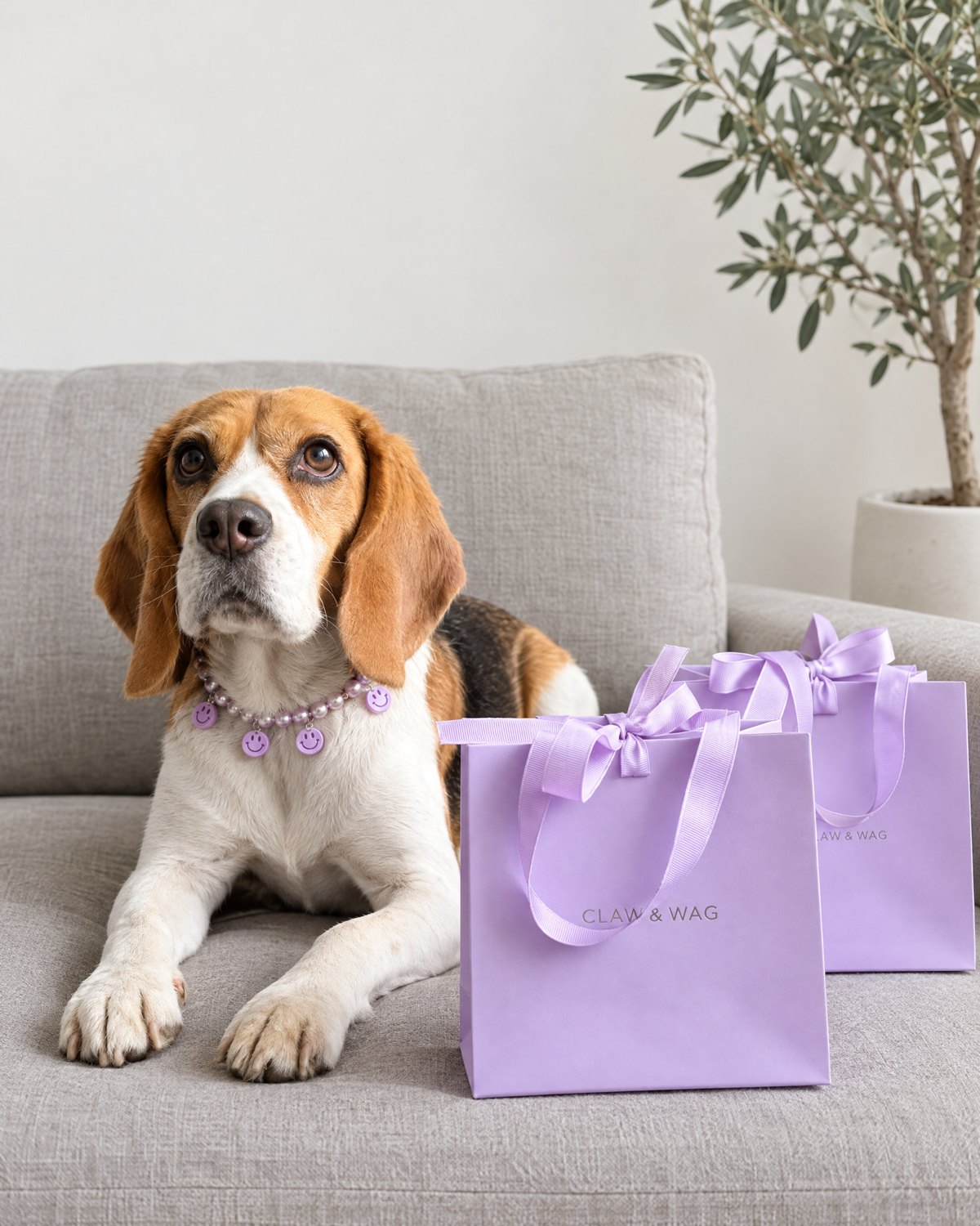 Beagle en el sofá junto a sus bolsas de regalo de CLAW & WAG